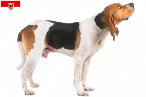Lire la suite à propos de l’article Chien d’Artois éleveurs et chiots en Brandenburg