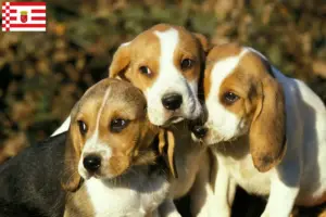 Lire la suite à propos de l’article Chien d’Artois éleveurs et chiots à Brême
