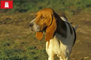 Lire la suite à propos de l’article Chien d’Artois éleveurs et chiots à Hambourg