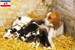 Lire la suite à propos de l’article Chien d’Artois éleveurs et chiots dans le Mecklembourg-Poméranie occidentale
