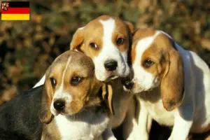 Lire la suite à propos de l’article Chien d’Artois éleveurs et chiots en Rhénanie-Palatinat