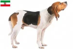 Lire la suite à propos de l’article Chien d’Artois éleveurs et chiots en Rhénanie du Nord-Westphalie