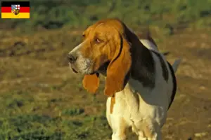 Lire la suite à propos de l’article Chien d’Artois éleveurs et chiots en Sarre