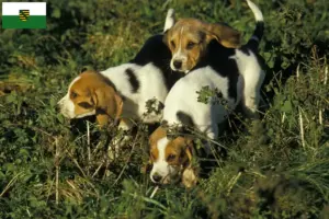 Lire la suite à propos de l’article Chien d’Artois éleveurs et chiots en Saxe