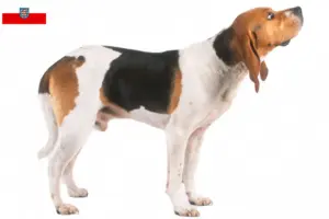 Lire la suite à propos de l’article Chien d’Artois éleveurs et chiots en Thuringe