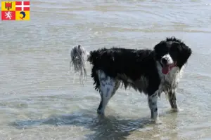 Lire la suite à propos de l’article Éleveurs de chiens d’eau frisons et chiots en Auvergne-Rhône-Alpes