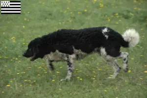 Lire la suite à propos de l’article Éleveurs de chiens d’eau frisons et chiots en Bretagne