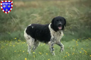 Lire la suite à propos de l’article Éleveurs de chiens d’eau frisons et chiots en Centre-Val de Loire