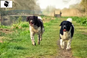Lire la suite à propos de l’article Éleveurs de chiens d’eau frisons et chiots en Corse