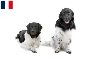 Lire la suite à propos de l’article Éleveurs de chiens d’eau frisons et chiots en France