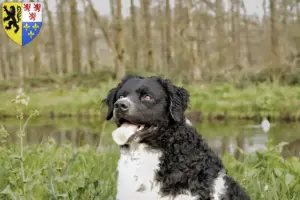Lire la suite à propos de l’article Éleveurs de chiens d’eau frisons et chiots en Hauts-de-France