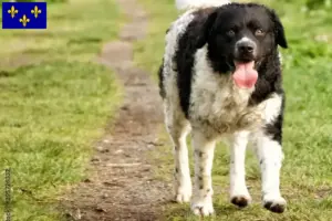Lire la suite à propos de l’article Éleveurs de chiens d’eau frisons et chiots en Île-de-France
