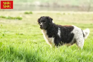 Lire la suite à propos de l’article Éleveurs de chiens d’eau frisons et chiots en Normandie