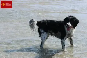 Lire la suite à propos de l’article Éleveurs de chiens d’eau frisons et chiots en Occitanie