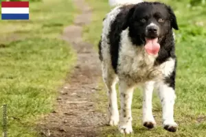 Lire la suite à propos de l’article Éleveurs de chiens d’eau frisons et chiots aux Pays-Bas
