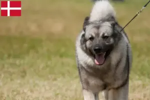 Lire la suite à propos de l’article Éleveurs de chiens d’élan norvégiens et chiots au Danemark