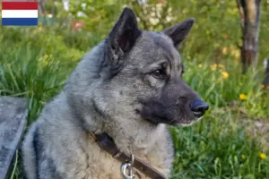 Lire la suite à propos de l’article Éleveurs de chiens d’élan norvégiens et chiots aux Pays-Bas