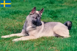 Lire la suite à propos de l’article Éleveurs de chiens d’élan norvégiens et chiots en Suède