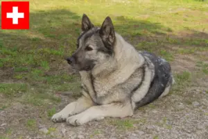 Lire la suite à propos de l’article Éleveurs de chiens d’élan norvégiens et chiots en Suisse