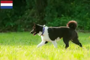 Lire la suite à propos de l’article Chien d’ours carélien éleveur et chiots aux Pays-Bas