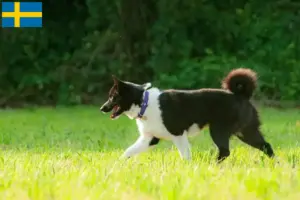 Lire la suite à propos de l’article Chien d’ours carélien éleveur et chiots en Suède
