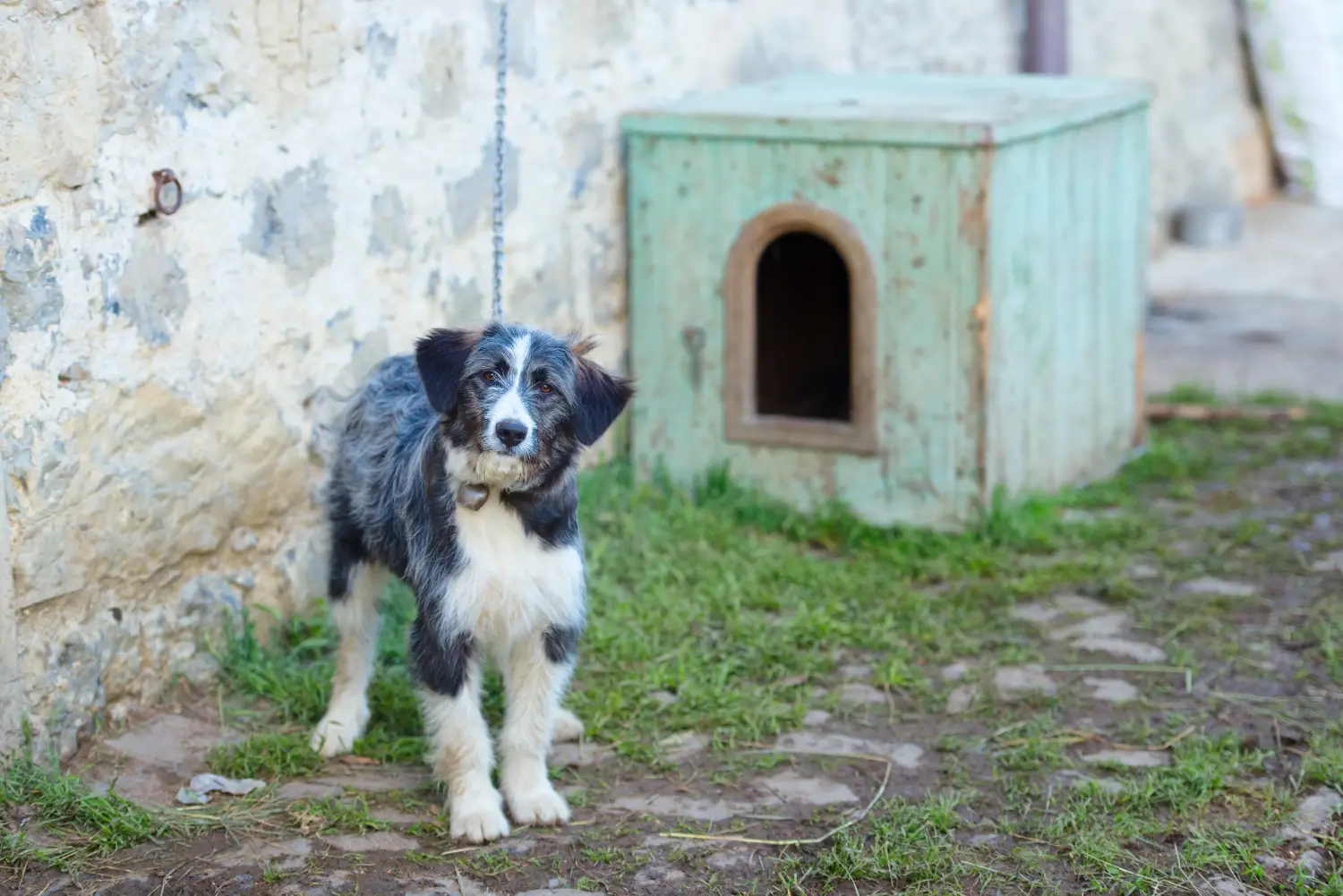 Acheter un chiot berger bergamasque, c'est prendre ses responsabilités ! Acheter un chiot berger bergamasque.