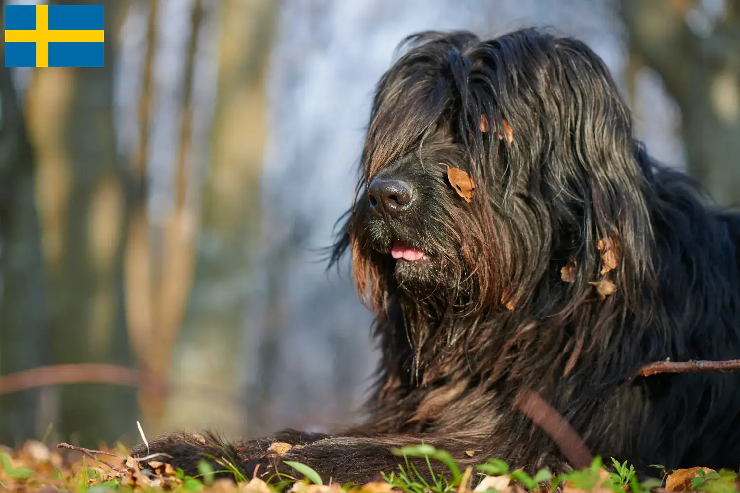 Chien de berger bergamasque chiots et éleveurs Suède Ici, tu trouveras des éleveurs de chiens de berger bergamasques en Suède.