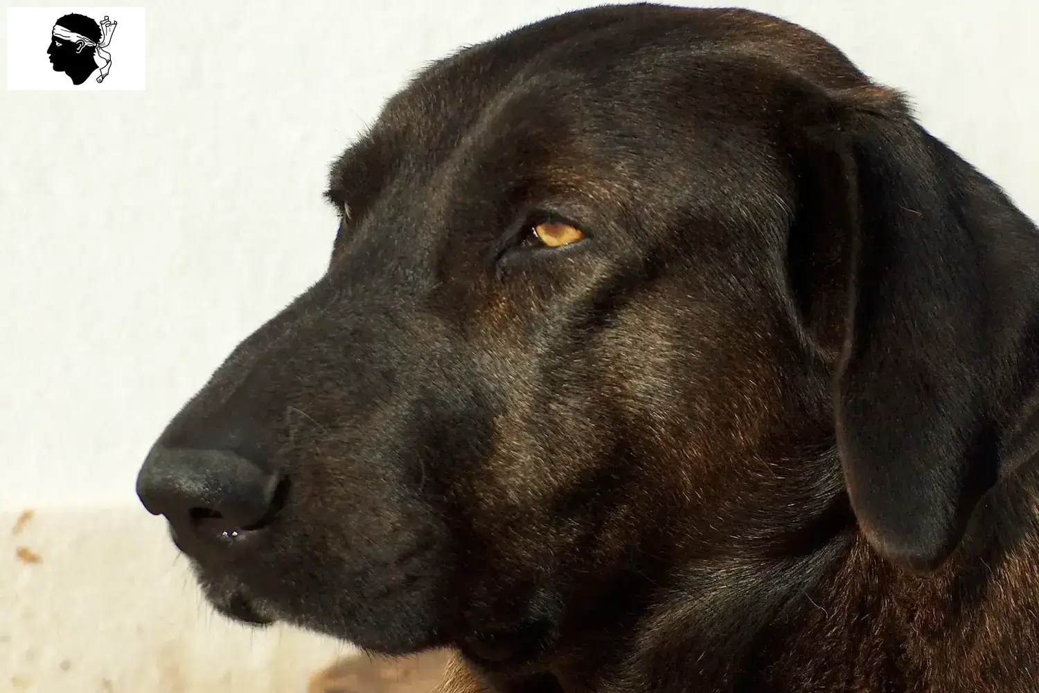 Chien de Castro Laboreiro chiots et éleveurs Corse Ici, vous trouverez des éleveurs de Chien de Castro Laboreiros en Corse.