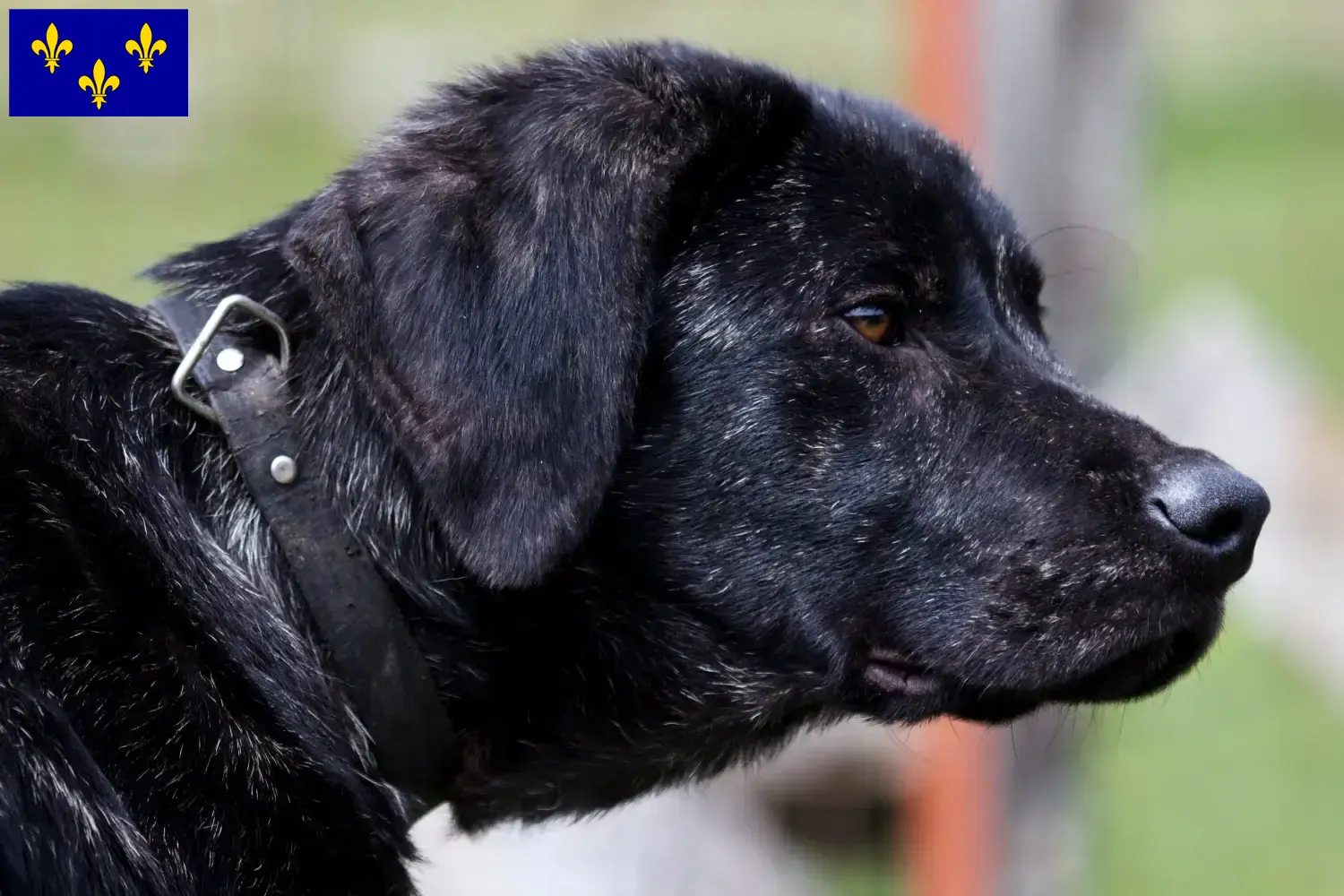 Chien de Castro Laboreiro Chiots et éleveurs Île-de-France Ici tu trouves des éleveurs de Chien de Castro Laboreiros en Île-de-France.
