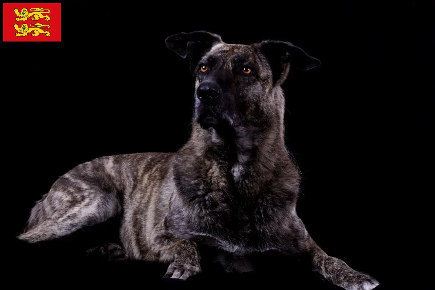 Chien de Castro Laboreiro chiots et éleveurs Normandie Ici, tu trouveras des éleveurs de Chien de Castro Laboreiros en Normandie.