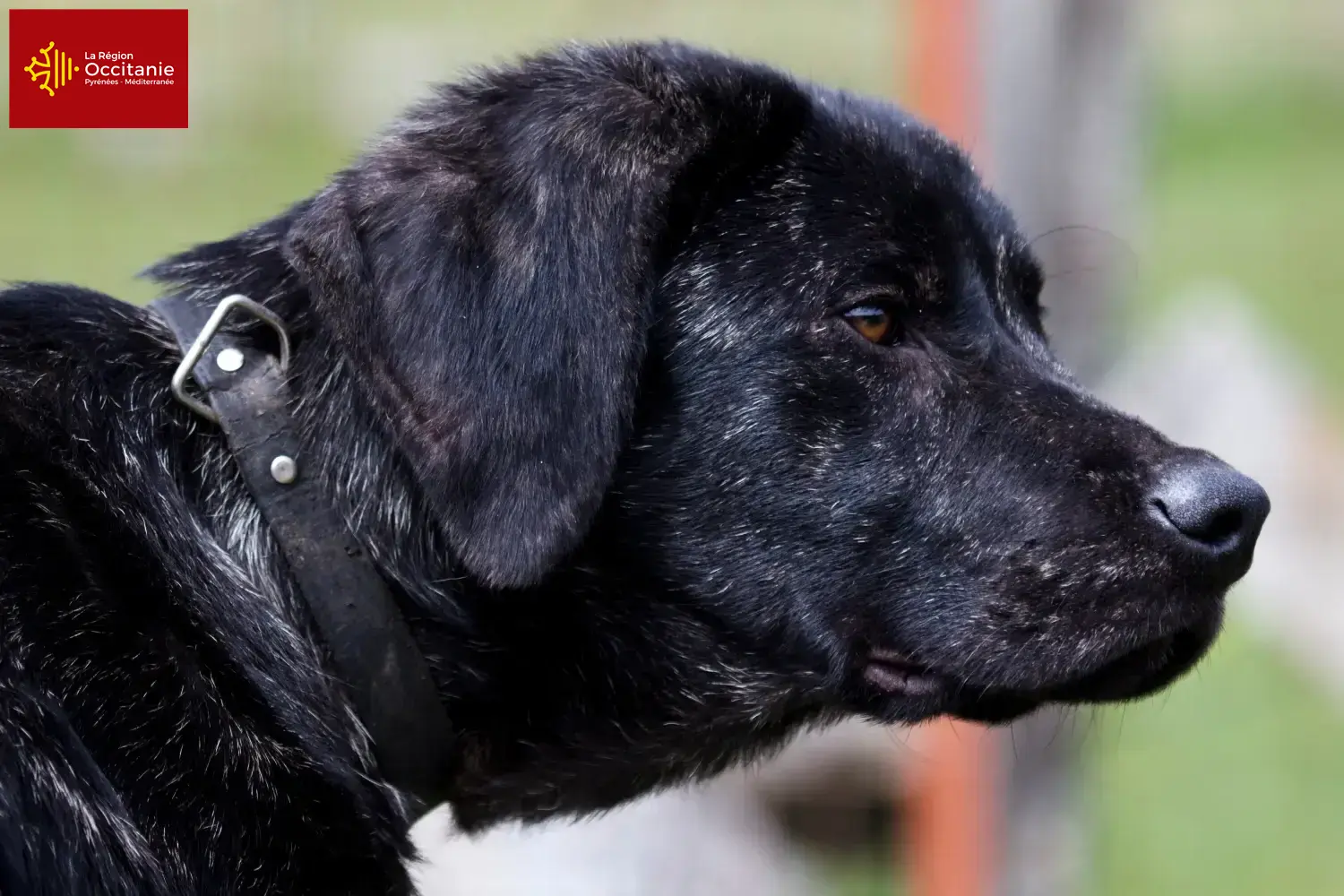 Chien de Castro Laboreiro Chiots et éleveurs Occitanie Ici tu trouves des éleveurs de Chien de Castro Laboreiros en Occitanie.