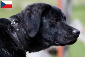 Lire la suite à propos de l’article Chien de Castro Laboreiro Éleveurs et chiots en République tchèque