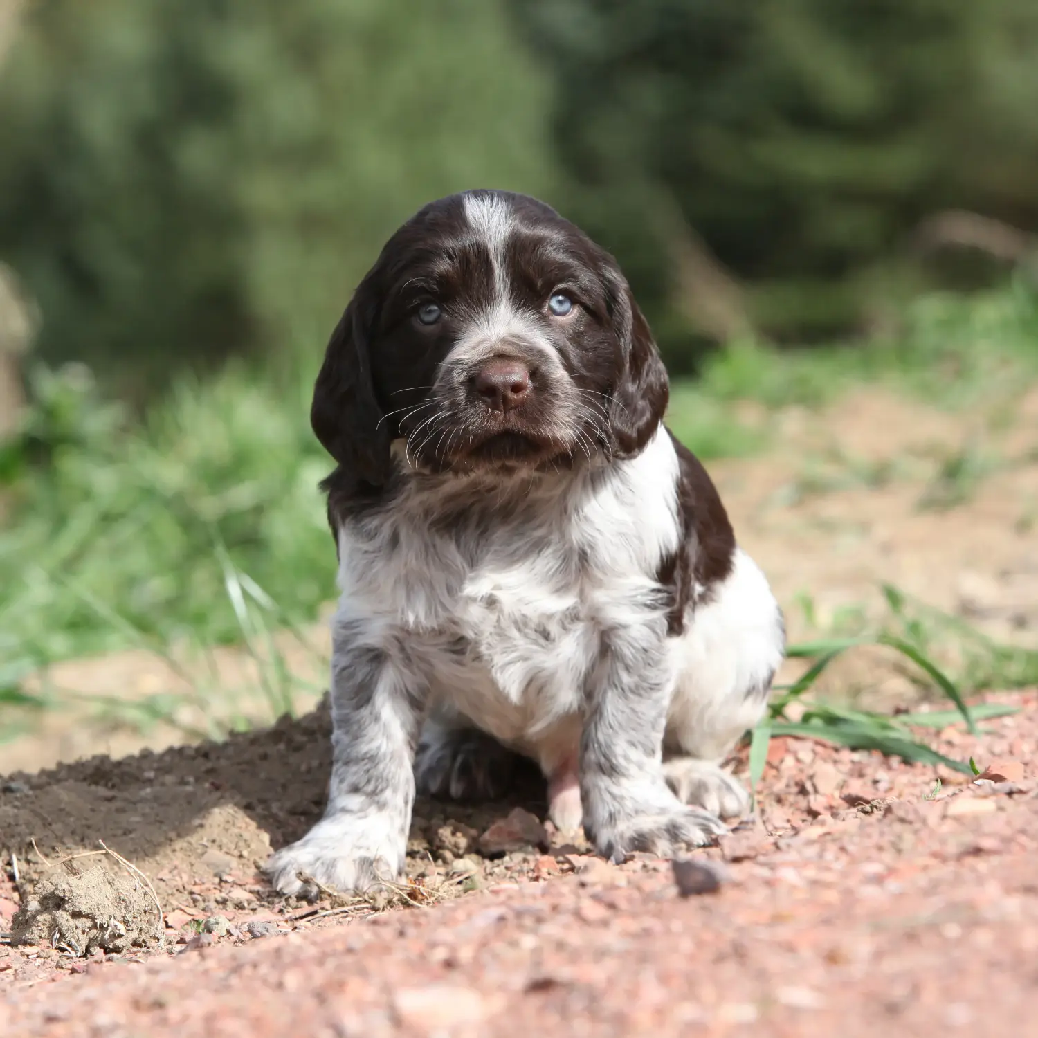 Acheter un chiot de Caille des blés allemande, c'est prendre ses responsabilités ! Acheter un chiot de chien de garde allemand.