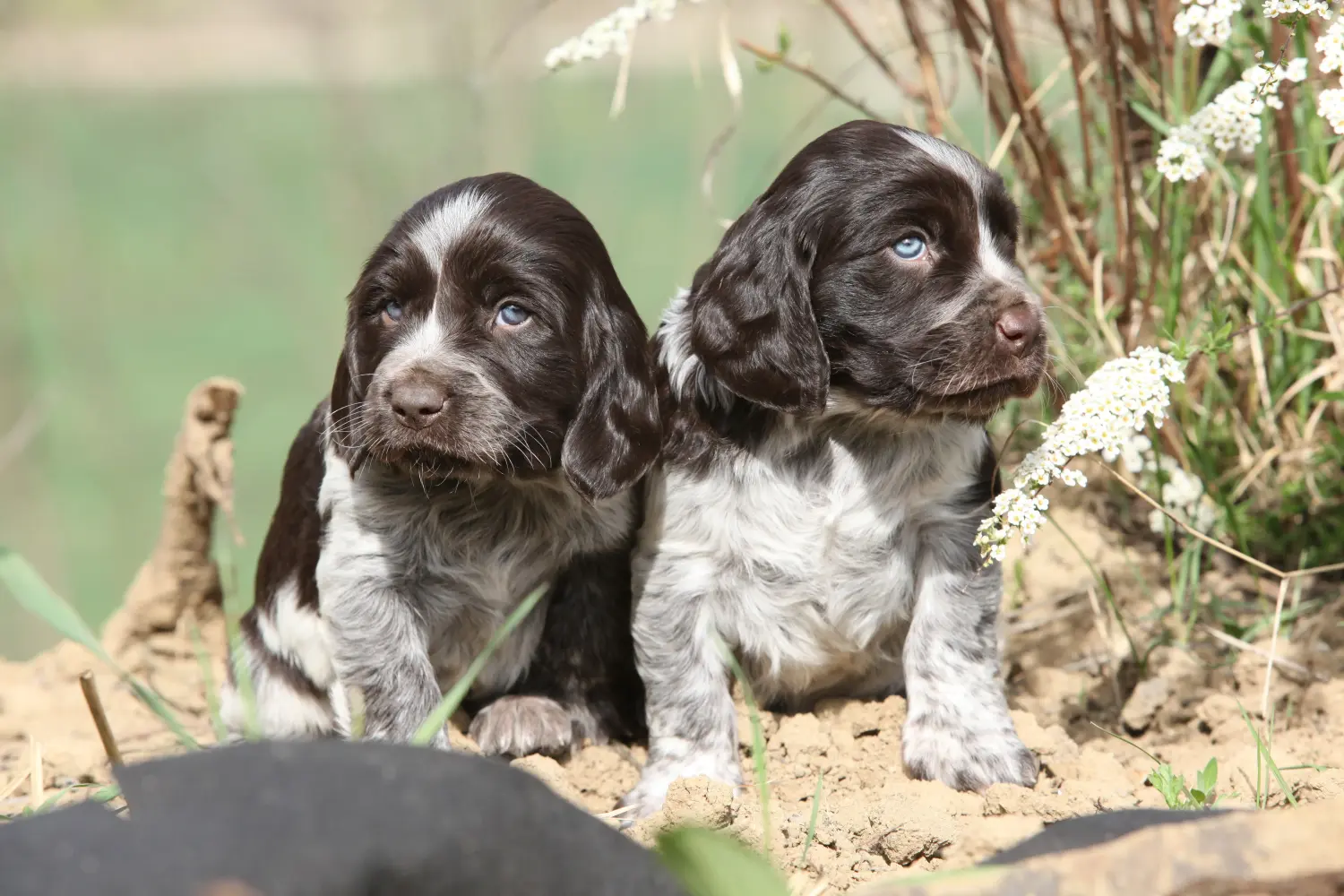 Acheter un chiot de Caille des blés allemande, c'est prendre ses responsabilités ! Acheter un chiot de chien de garde allemand.