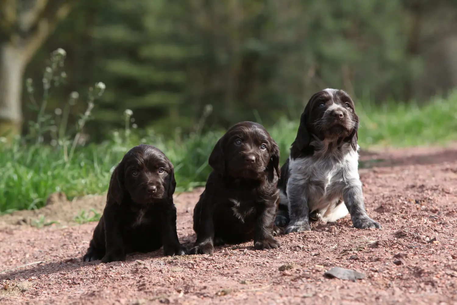 Acheter un chiot de Caille des blés allemande, c'est prendre ses responsabilités ! Acheter un chiot de chien de garde allemand.