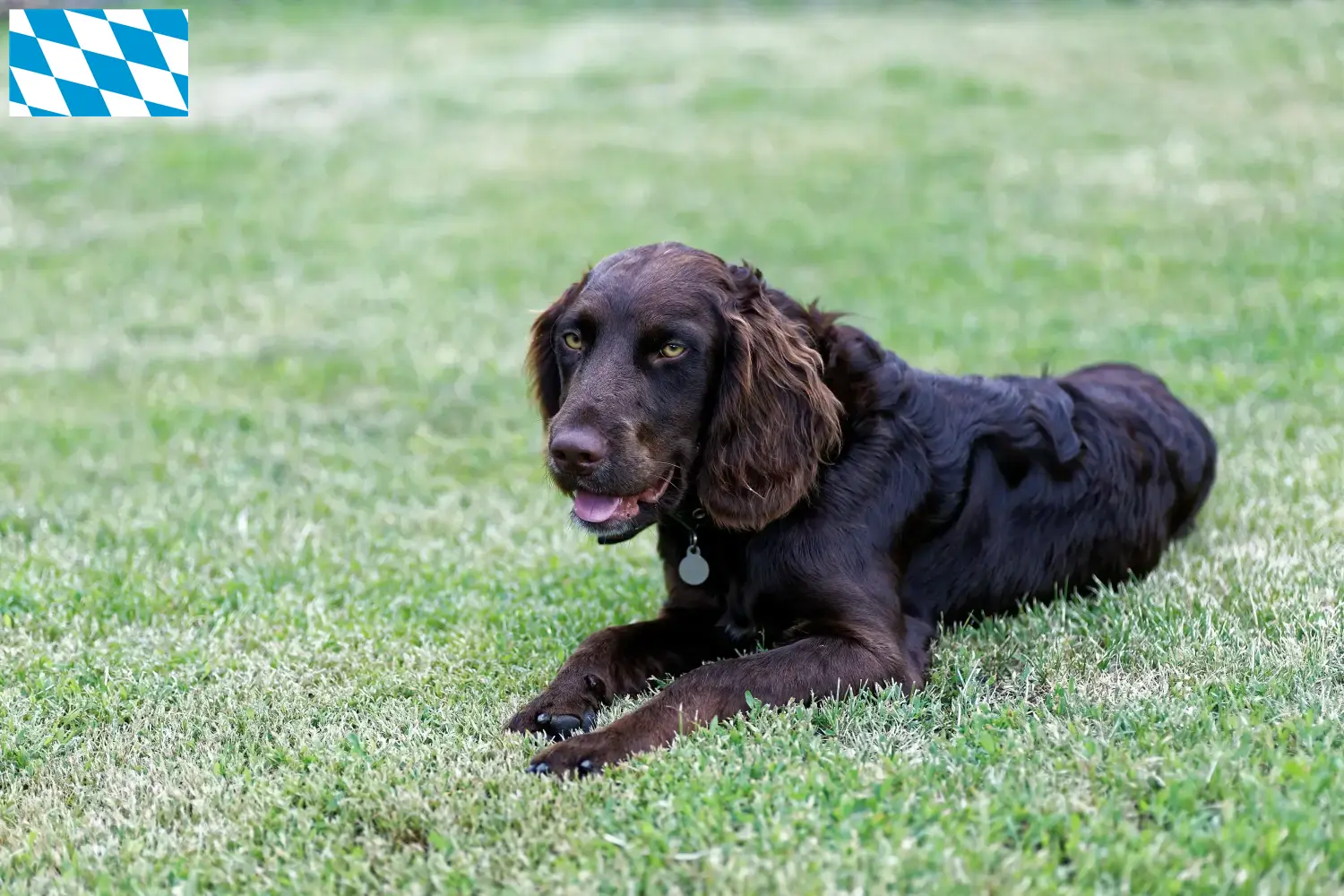 Chien de garde allemand chiots et éleveurs Bavière Ici, tu trouveras des éleveurs de Chiens de Caille allemands en Bavière.