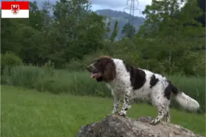 Lire la suite à propos de l’article Éleveurs de chiens de garde allemands et chiots dans le Brandebourg