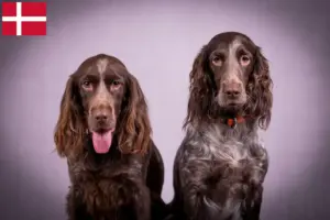 Lire la suite à propos de l’article Éleveurs de chiens de garde allemands et chiots au Danemark