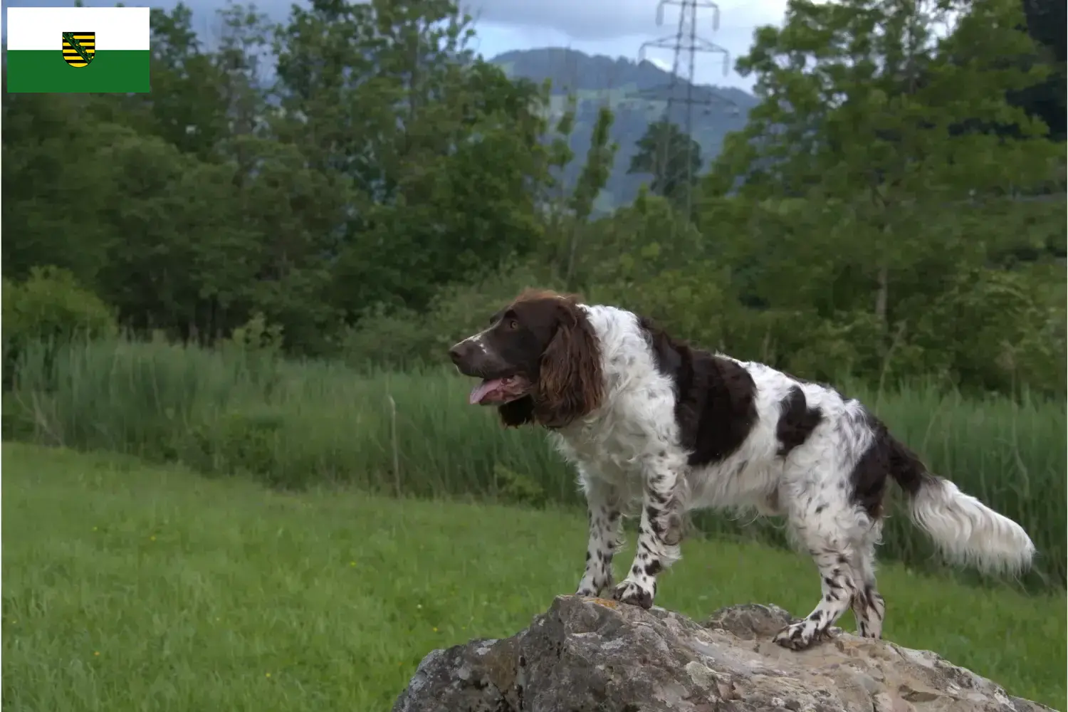 Chien de garde allemand chiots et éleveurs Saxe Ici, tu trouveras des éleveurs de Chiens de Caille allemands en Saxe.