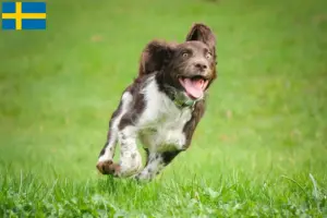 Lire la suite à propos de l’article Éleveurs de chiens de garde allemands et chiots en Suède
