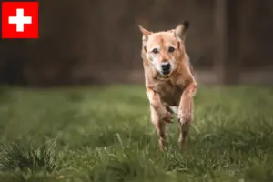 Lire la suite à propos de l’article Chien canadien éleveurs et chiots en Suisse