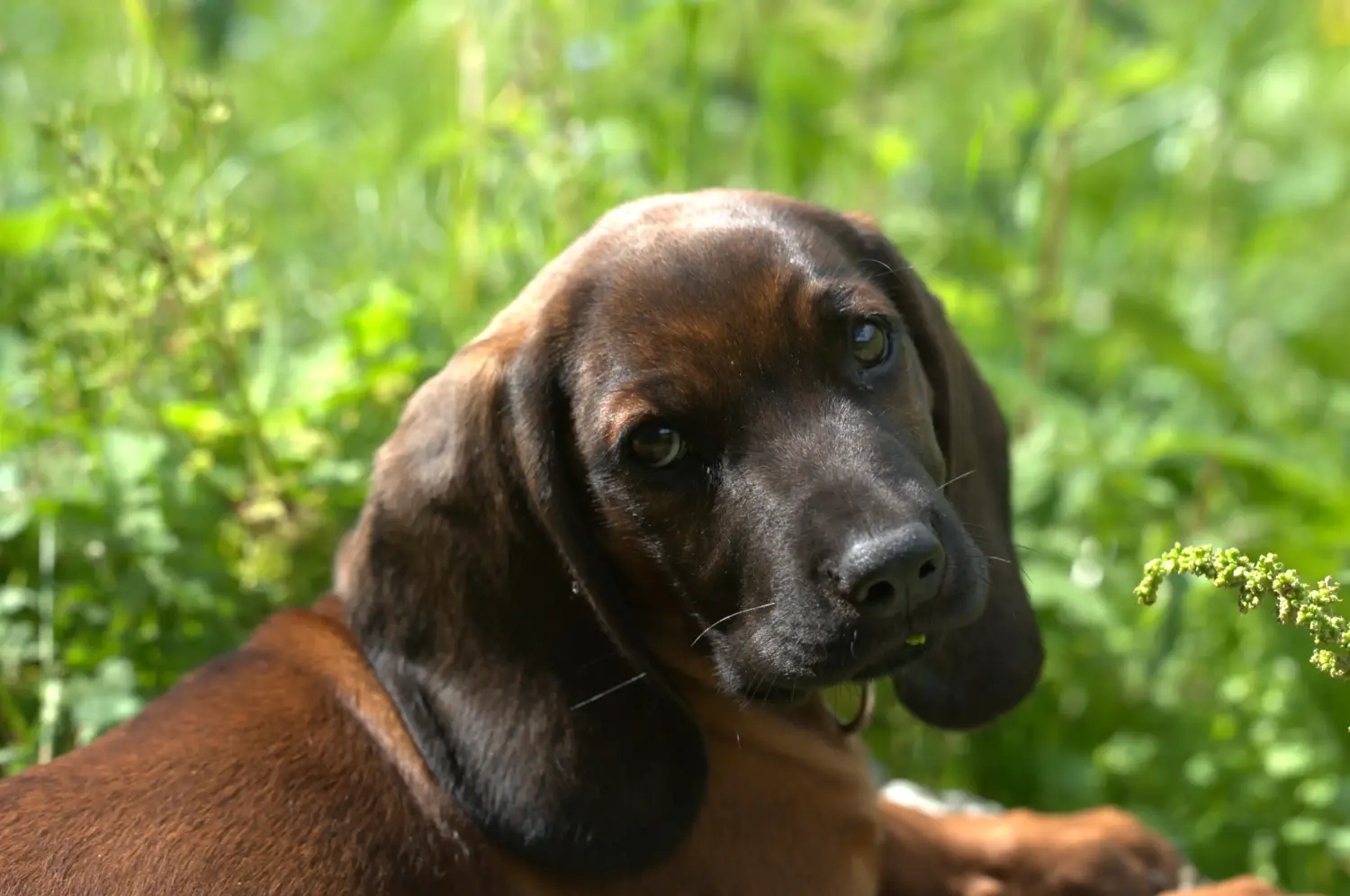Acheter un chiot Chien de Montagne Bavarois, c'est prendre ses responsabilités ! Acheter un chiot chien de montagne bavarois.