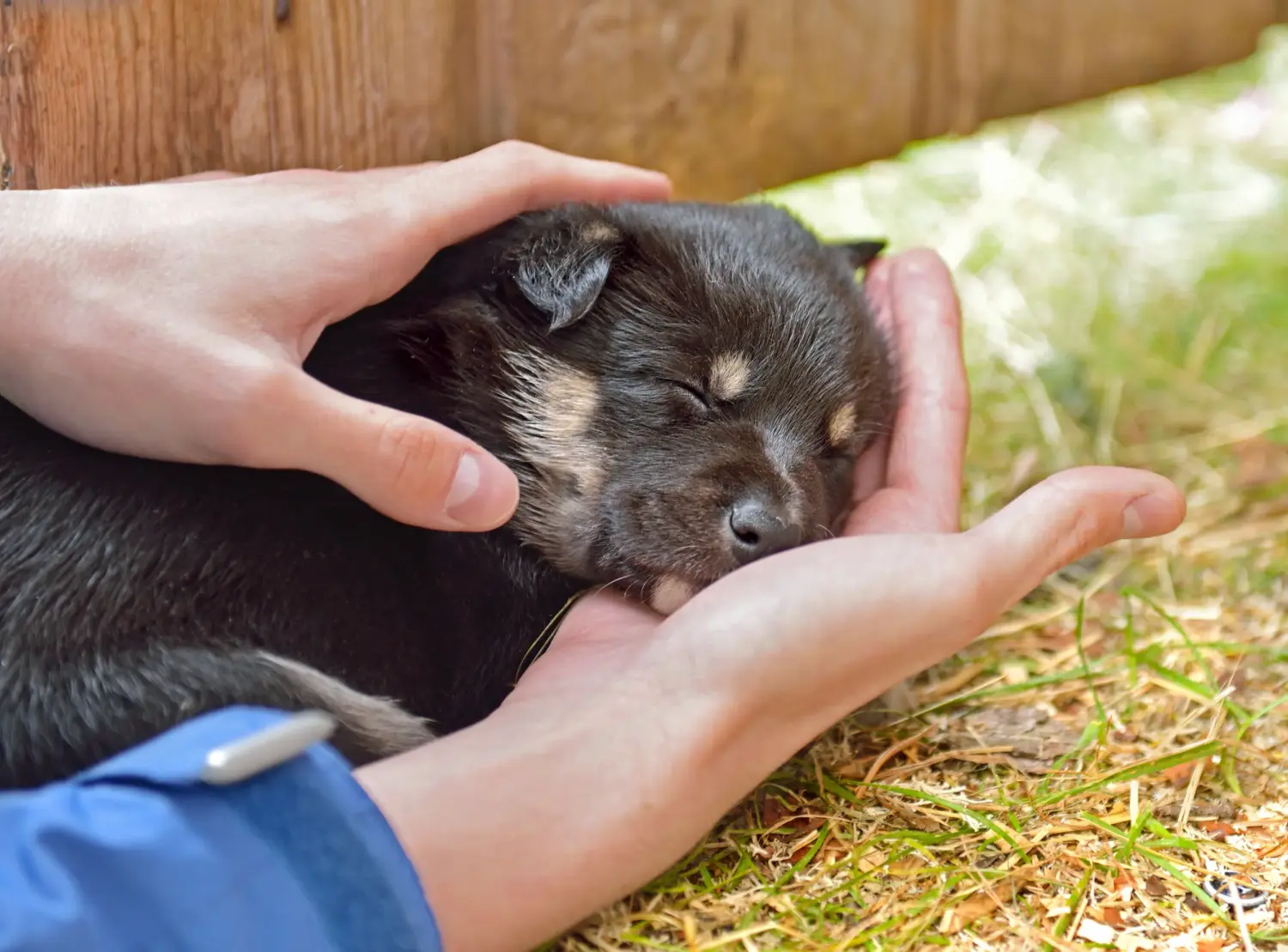 Acheter un chiot chien de rennes lapon, c'est prendre ses responsabilités ! Acheter un chiot chien de rennes lapon.