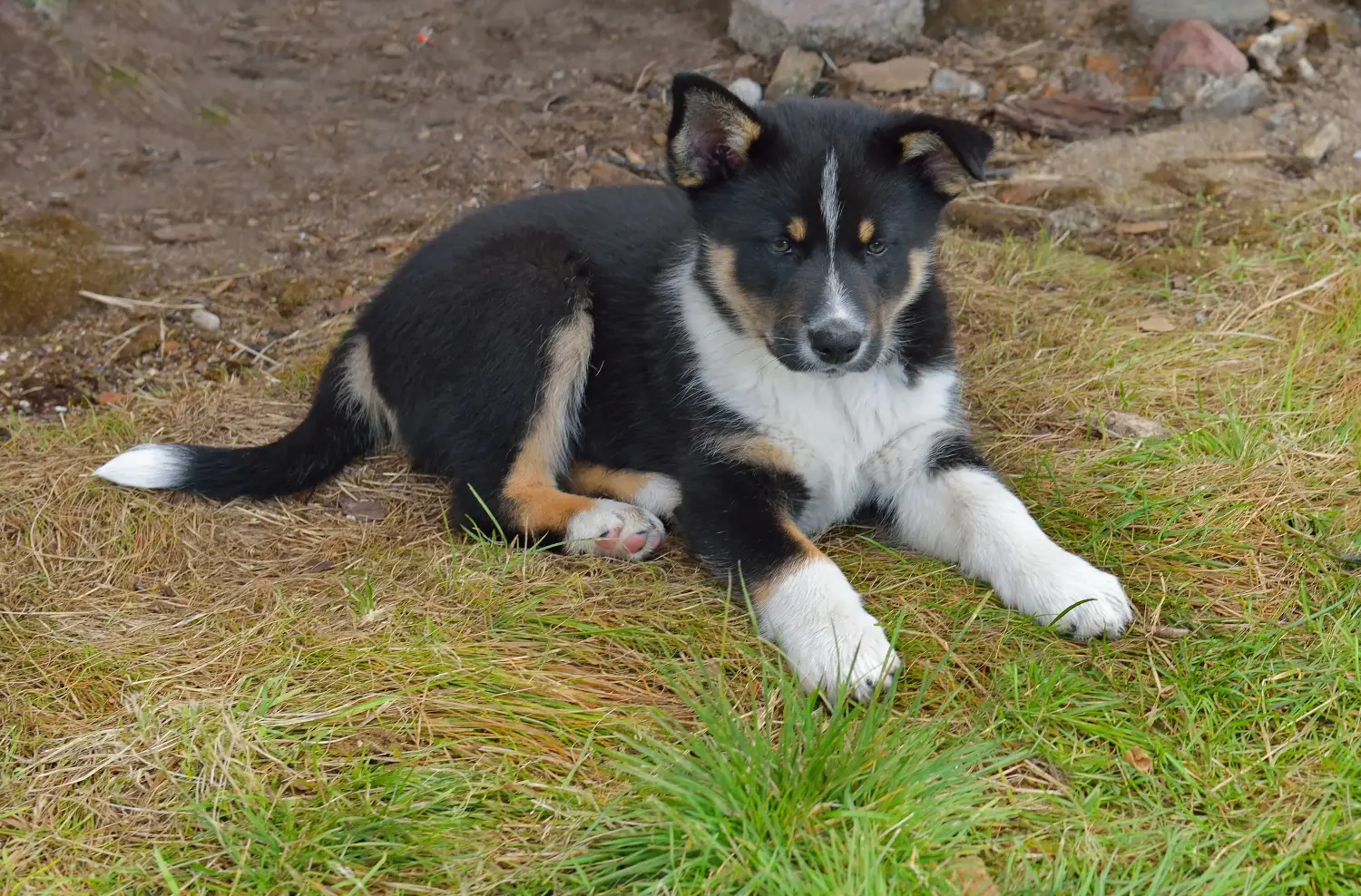 Acheter un chiot chien de rennes lapon, c'est prendre ses responsabilités ! Acheter un chiot chien de rennes lapon.