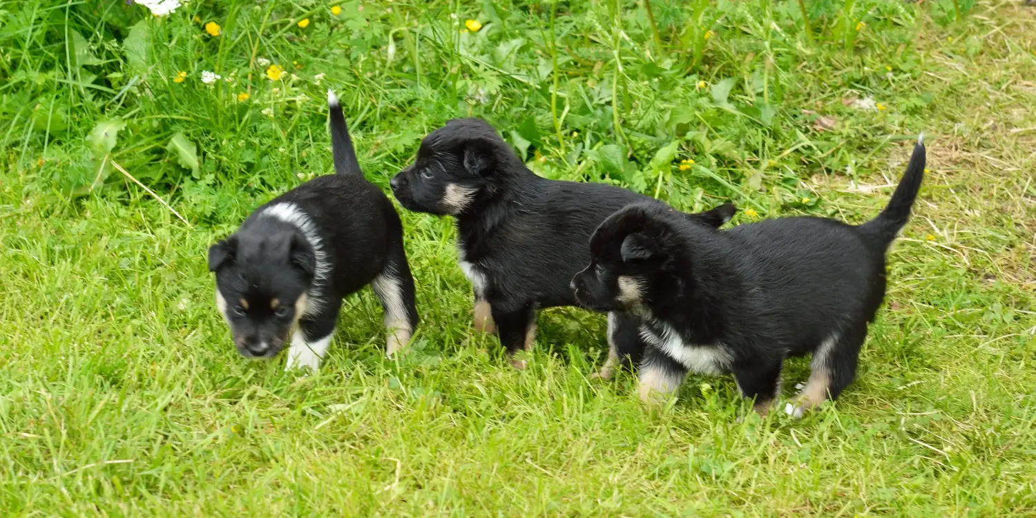 Acheter un chiot chien de rennes lapon, c'est prendre ses responsabilités ! Acheter un chiot chien de rennes lapon.