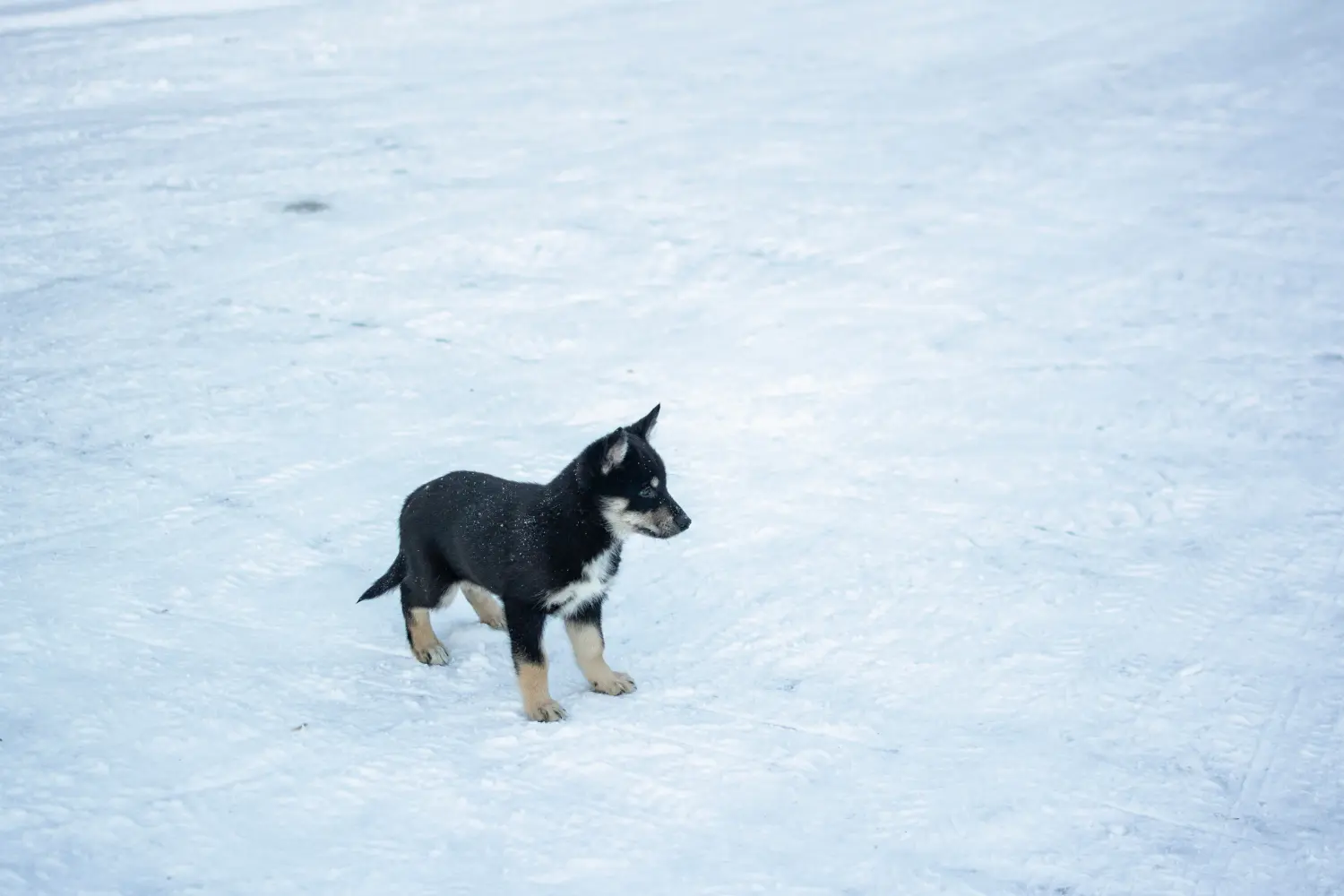 Acheter un chiot chien de rennes lapon, c'est prendre ses responsabilités ! Acheter un chiot chien de rennes lapon.