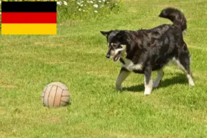 Lire la suite à propos de l’article Éleveurs de chiens de rennes lapons et chiots en Allemagne