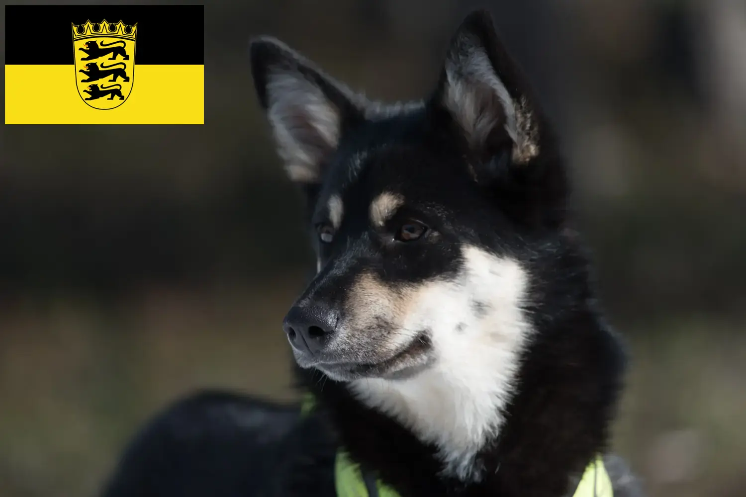 Chien de rennes lapon chiots et éleveurs Baden-Württemberg Ici, tu trouveras des éleveurs de chiens de rennes lapons en Bade-Wurtemberg.