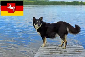 Lire la suite à propos de l’article Éleveurs de chiens de rennes lapons et chiots en Basse-Saxe