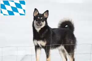 Lire la suite à propos de l’article Éleveurs de chiens de rennes lapons et chiots en Bavière